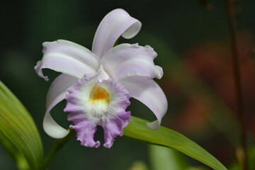 white and purple orchid flower