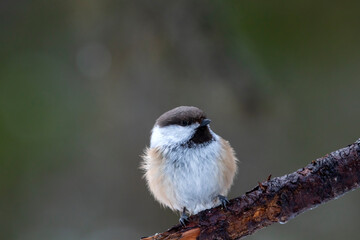 Small brown songbird Siberian tit, Poecile cinctus, perched on a branch on cold and dark winter day in Northern Finland, Europe	 - 485231066