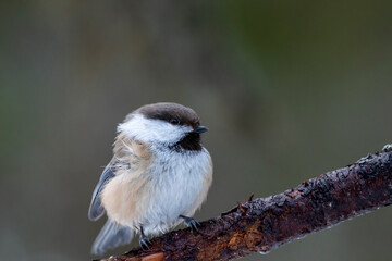 Small brown songbird Siberian tit, Poecile cinctus, perched on a branch on cold and dark winter day in Northern Finland, Europe