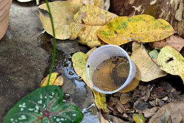 abandoned cup in a vase with stagnant water inside. close view. mosquitoes in potential breeding...