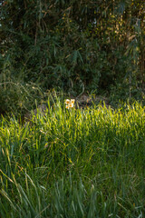 夕暮れのスポットライトと一輪の水仙