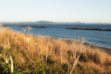 海岸に生える植物と海岸の風景