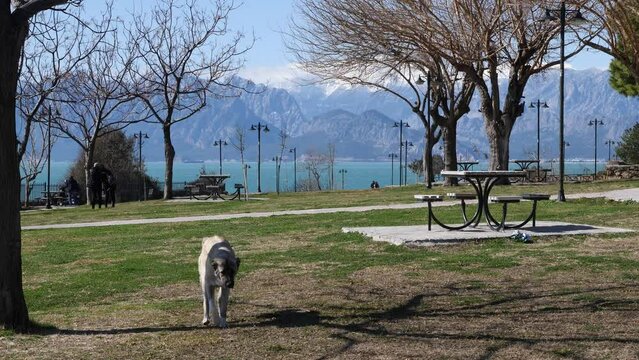 dog in park in touristic cliff city antalya in mediterranean turkey coastline by the mediterranean sea with mountains	