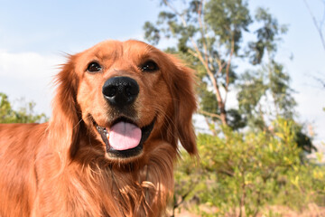 golden retriever dog