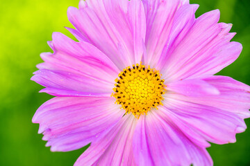 Fototapeta premium close up of pink cosmos flower