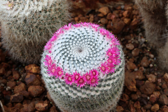 Mammillaria Humboldtii Cactus.  Pink flower of Cactus ,beautiful cactus flower in bloom.