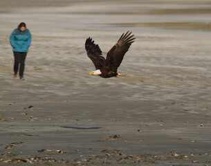 A Bald Eagle flying past a person on a beach