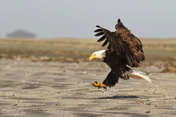A Bald Eagle landing on a sandy beach with its wings spread and talons out