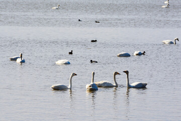 湖面に浮かぶハクチョウ
