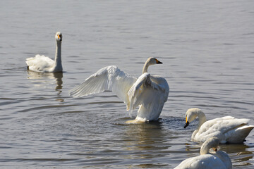 羽ばたく白鳥
