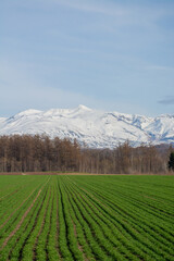 春の緑のムギ畑と雪山　十勝岳
