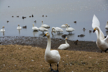 湖畔のコハクチョウ
