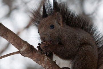 枝の上で餌を食べるエゾリス