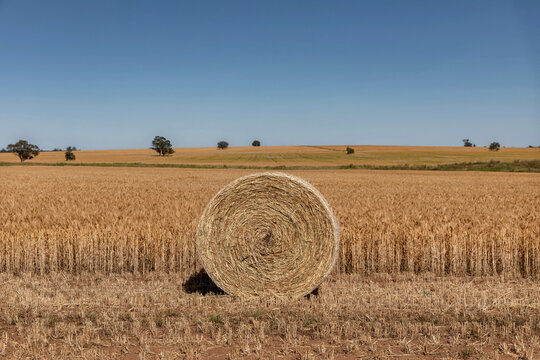 Large hay bale in front of field of wheat with blue sky & trees in distance
