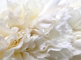 Fototapeta na wymiar Close up white Carnations petals white flower and reflections
