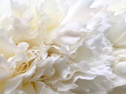 Fototapeta Close up white Carnations petals white flower and reflections