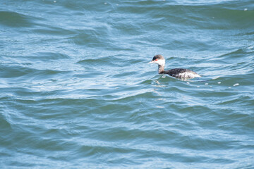 Horned grebe in Tokyo Bay