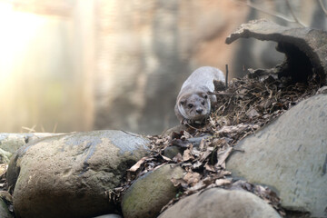 見つめてくるカワウソ