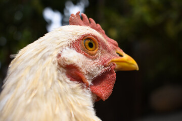 close up of a chicken