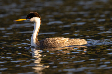 Western grebe, seen in the wild in North California