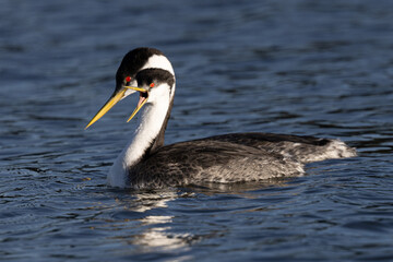 A couple of Western grebe, seen in the wild in North California