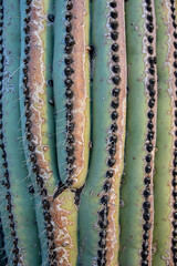Saguaro cactus (Carnegiea gigantea) detail