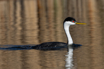 Western grebe in golden background, seen in the wild in North California