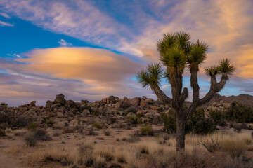 Fototapeta premium Lenticular Clouds Glow Orange With The Setting Sun While Joshua Tree Sits In Shadow