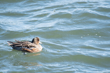 Wigeon female swimming in Tokyo Bay