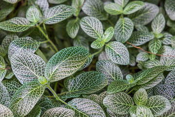 Beautiful view of evergreen perennial Fittonia albivenis silver tropical flower. 