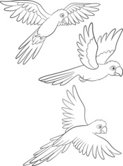 Coloring page. Three cute parrots blue macaw fly and smile.