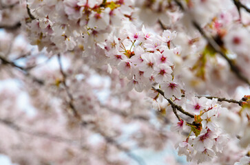 桜　花びらと青空
