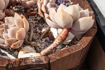 冬、色の薄くなったエケベリア・エレガンスのクローズアップ