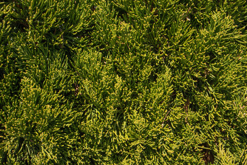 明るい緑と黄緑の植物、テクスチャー