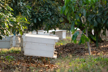 Agro-industry, beekeeping in orchards in Thailand