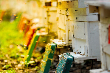 Agro-industry, beekeeping in orchards in Thailand