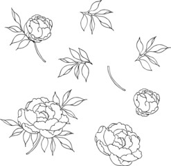 ペンで描いた牡丹のパーツ © エコ