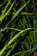 dew on grass 