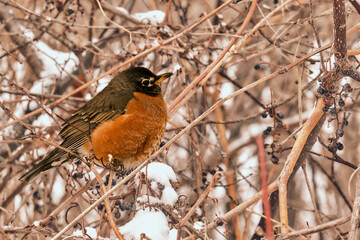 American robin perched in a snowy bush in winter