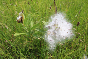 Milkweed seeds bursting from pods at the Chickamauga Battlefield in Georgia
