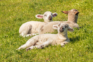Obraz premium closeup of three newborn lambs basking on green grass meadow 