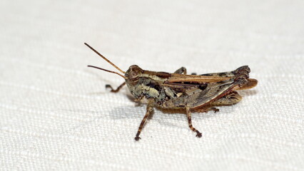 Brown grasshopper on a piece of cloth in Cotacachi, Ecuador