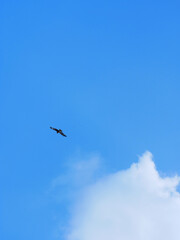 日本、神奈川県、横須賀市、荒崎公園のトンビ