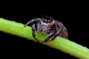 Spiders in the wild, North China