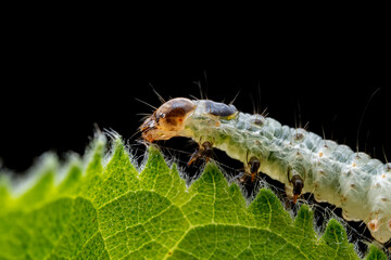 Lepidoptera larvae in the wild, North China