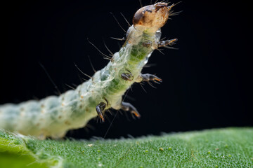 Lepidoptera larvae in the wild, North China