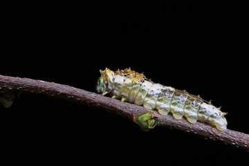 Lepidoptera larvae in the wild, North China