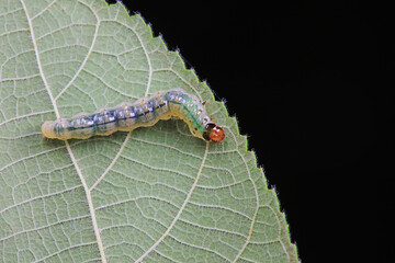 Lepidoptera larvae in the wild, North China