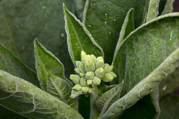 Tobacco plants are on the farm, North China