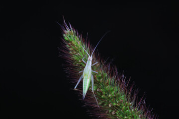 Tree cricket on wild plants, North China